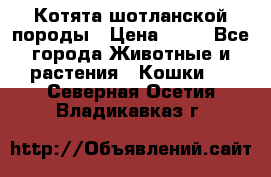 Котята шотланской породы › Цена ­ 40 - Все города Животные и растения » Кошки   . Северная Осетия,Владикавказ г.